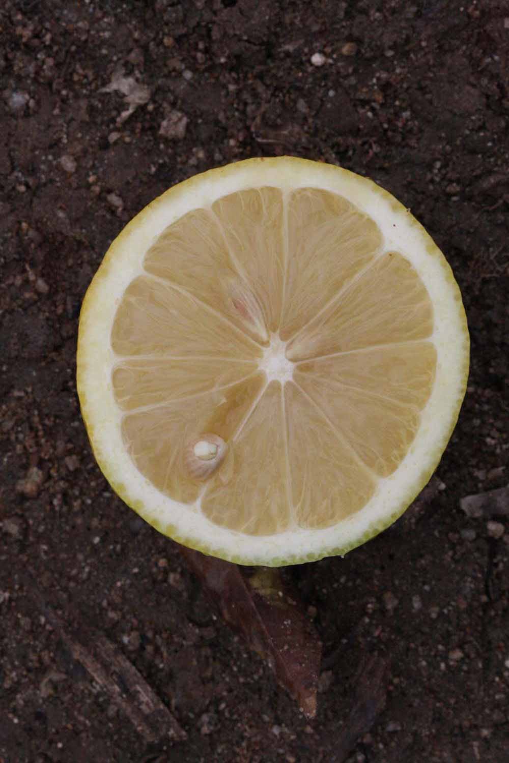              Fruit cross-section (Riverside, CA)       